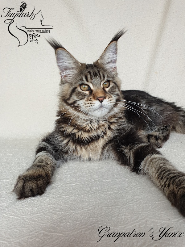 Granpatron's Yunix - Kitten maine-coon 5 months 3 weeks