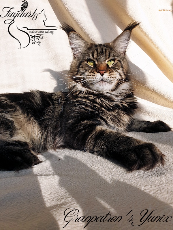 Granpatron's Yunix - Adult maine-coon 1 year 8 months 3 weeks