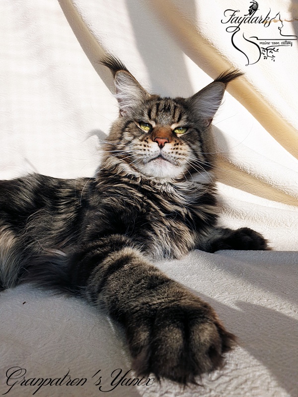 Granpatron's Yunix - Adult maine-coon 1 year 8 months 3 weeks