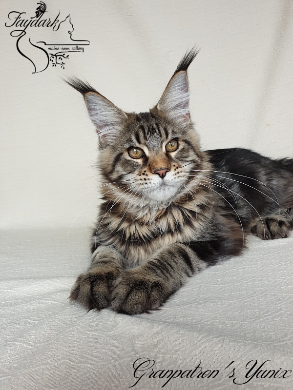 Granpatron's Yunix - Kitten maine-coon 5 months 3 weeks