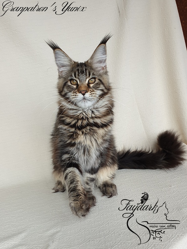 Granpatron's Yunix - Kitten maine-coon 5 months 3 weeks