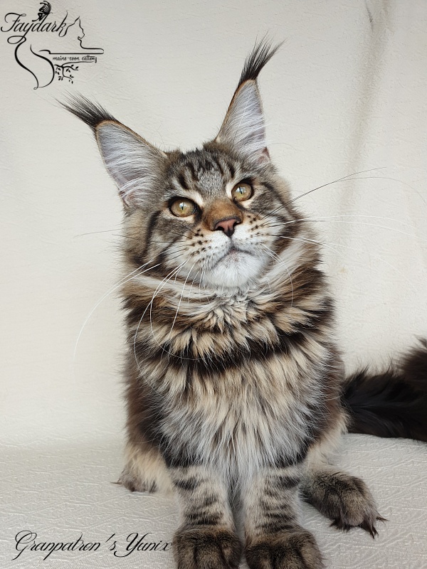 Granpatron's Yunix - Kitten maine-coon 5 months 3 weeks