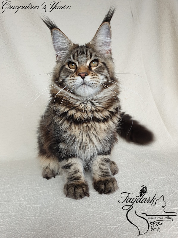 Granpatron's Yunix - Kitten maine-coon 5 months 3 weeks