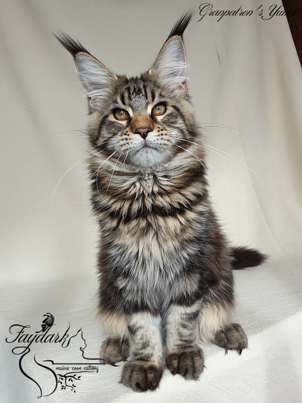 Granpatron's Yunix - Kitten maine-coon 5 months 3 weeks