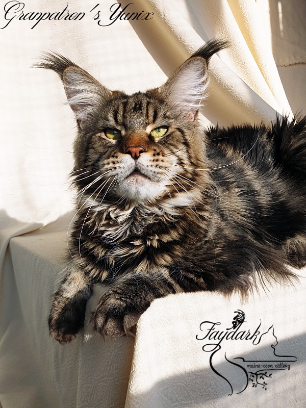 Granpatron's Yunix - Adult maine-coon 1 year 8 months 3 weeks