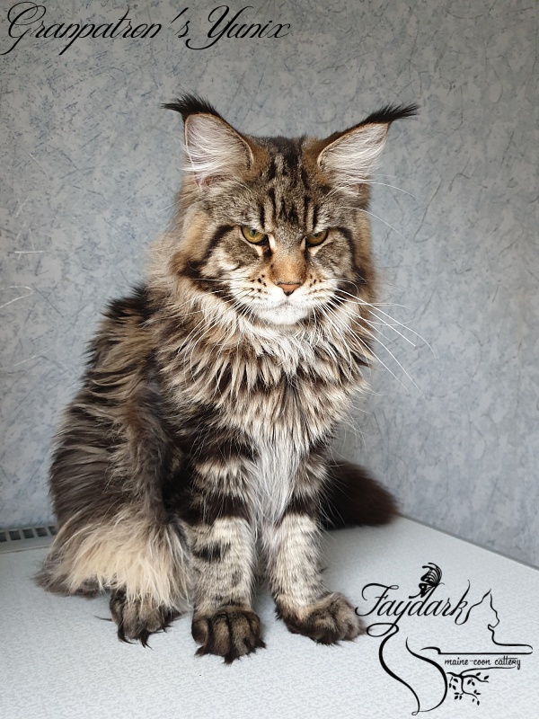 Granpatron's Yunix - Junior maine-coon 9 months 1 week