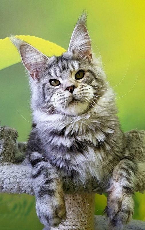 Wildbeautycoon's Zhigan - мейн-кун