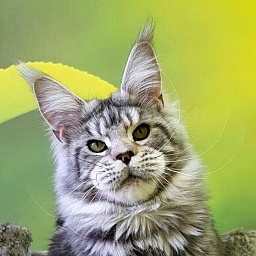 Wildbeautycoon's Zhigan