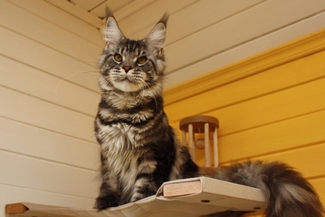 Wildbeautycoon's Oro D'Amore - maine-coon 10/01/2015