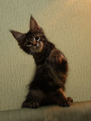 Wildbeautycoon's Moresca - мейн-кун 12.03.2015