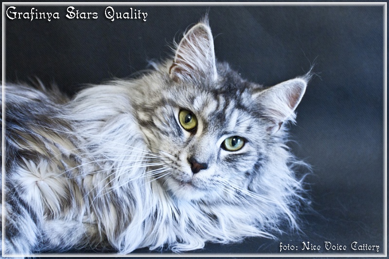 Grafinya Stars Quality - maine-coon 06/20/2012
