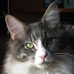 Savagecoon Issue