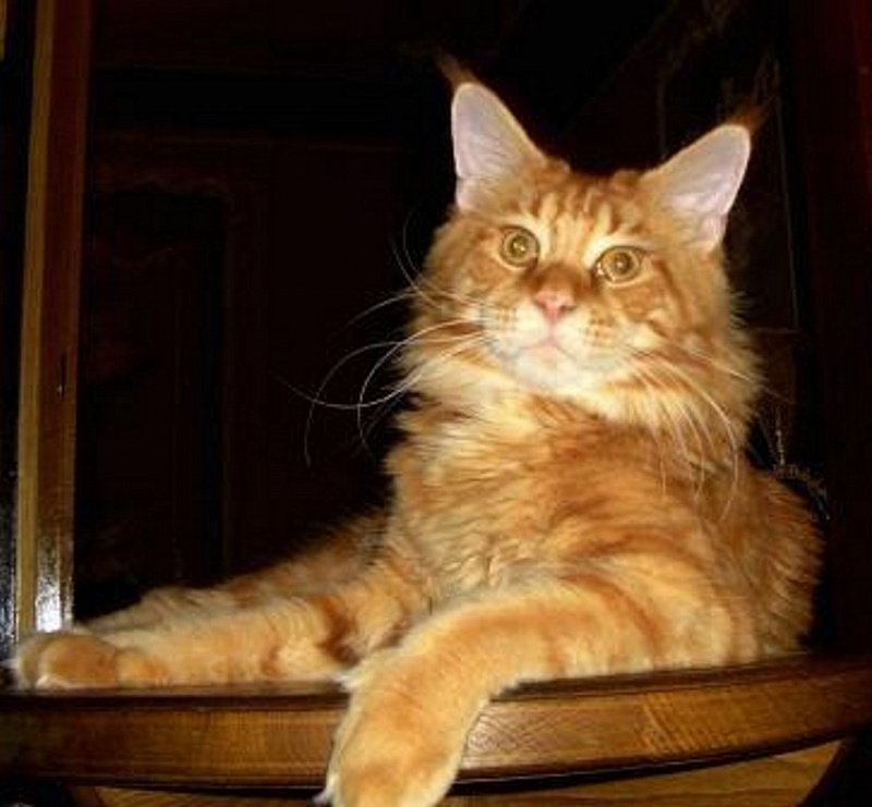 Johnny Deep Lito-Svit - Adult maine-coon 2 years 9 months