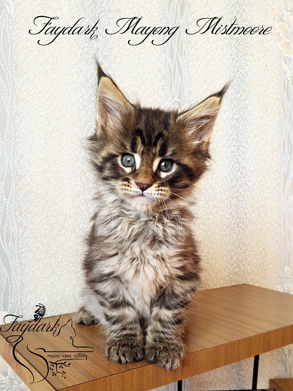 Faydark Mayong Mistmoore - Kitten maine-coon 1 month 2.5 weeks