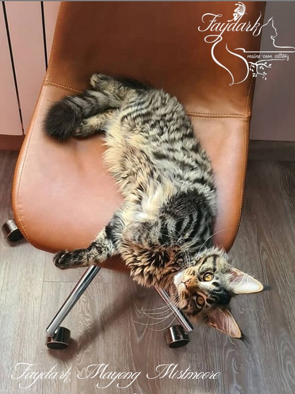 Faydark Mayong Mistmoore - Kitten maine-coon 4 months 2 weeks
