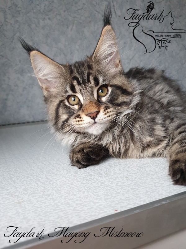 Faydark Mayong Mistmoore - Kitten maine-coon 2 months 3.5 weeks