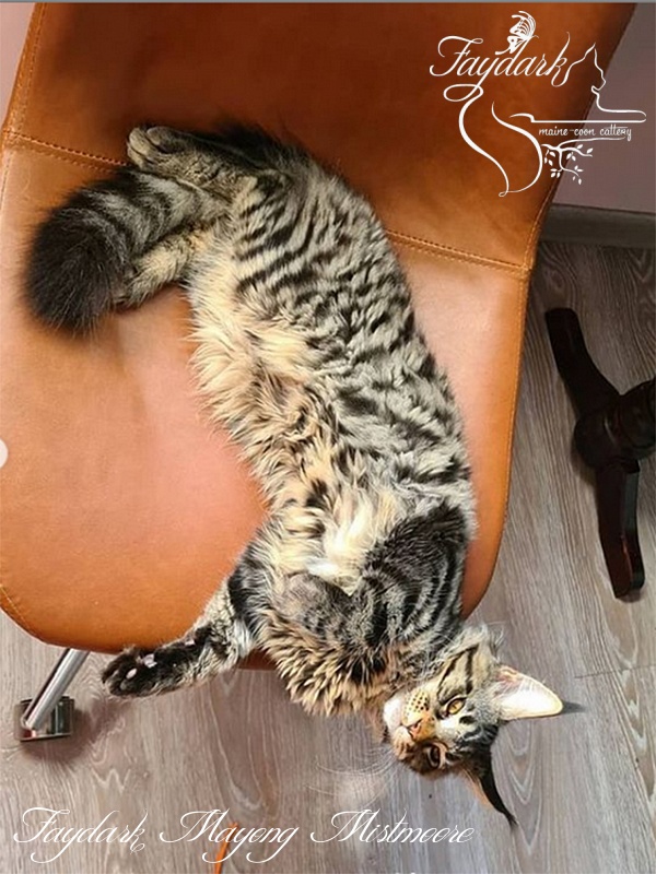 Faydark Mayong Mistmoore - Kitten maine-coon 4 months 2 weeks