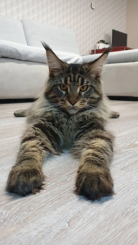 Faydark Mayong Mistmoore - Adult maine-coon 10 months 3.5 weeks