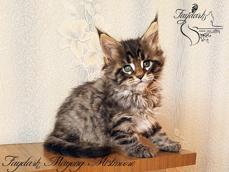 Faydark Mayong Mistmoore - Kitten maine-coon 1 month 2.5 weeks