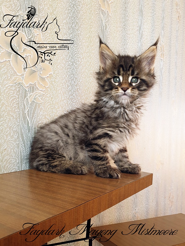 Faydark Mayong Mistmoore - Kitten maine-coon 1 month 2.5 weeks