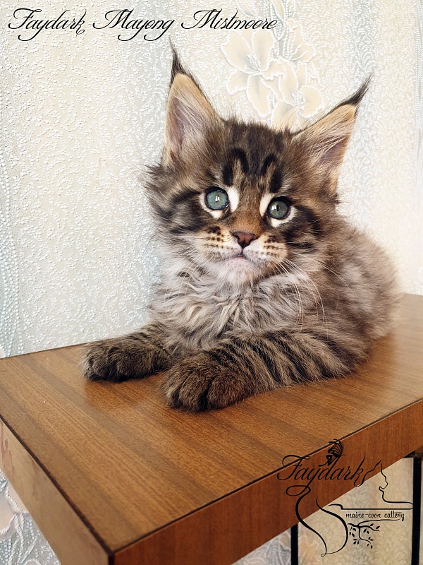 Faydark Mayong Mistmoore - Kitten maine-coon 1 month 2.5 weeks