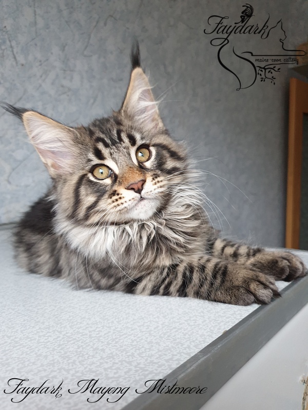 Faydark Mayong Mistmoore - Kitten maine-coon 2 months 3.5 weeks