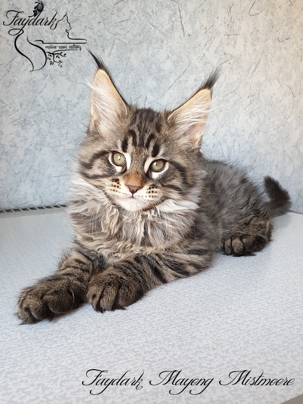 Faydark Mayong Mistmoore - Kitten maine-coon 2 months 1.5 week