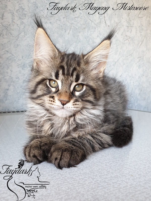 Faydark Mayong Mistmoore - Kitten maine-coon 2 months 1.5 week