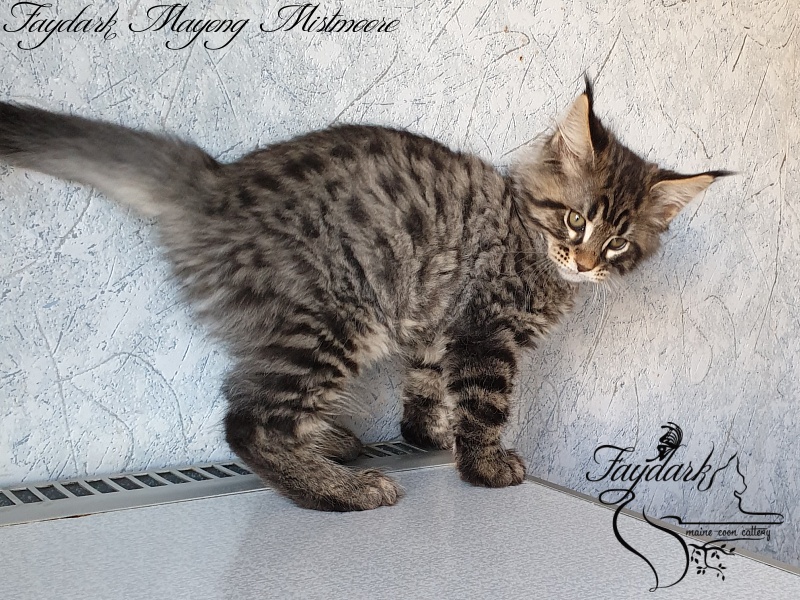 Faydark Mayong Mistmoore - Kitten maine-coon 2 months 1.5 week