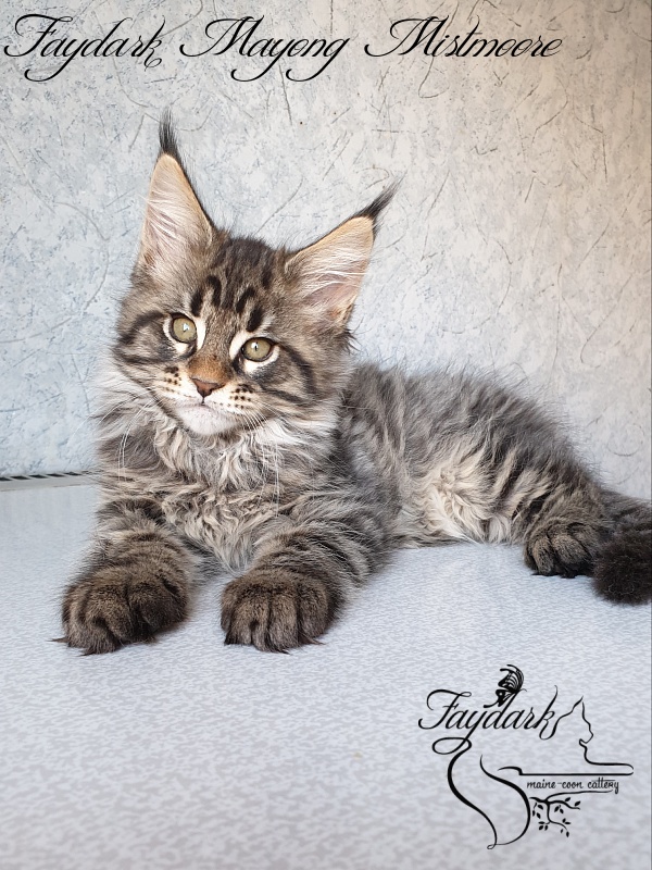 Faydark Mayong Mistmoore - Kitten maine-coon 2 months 1.5 week