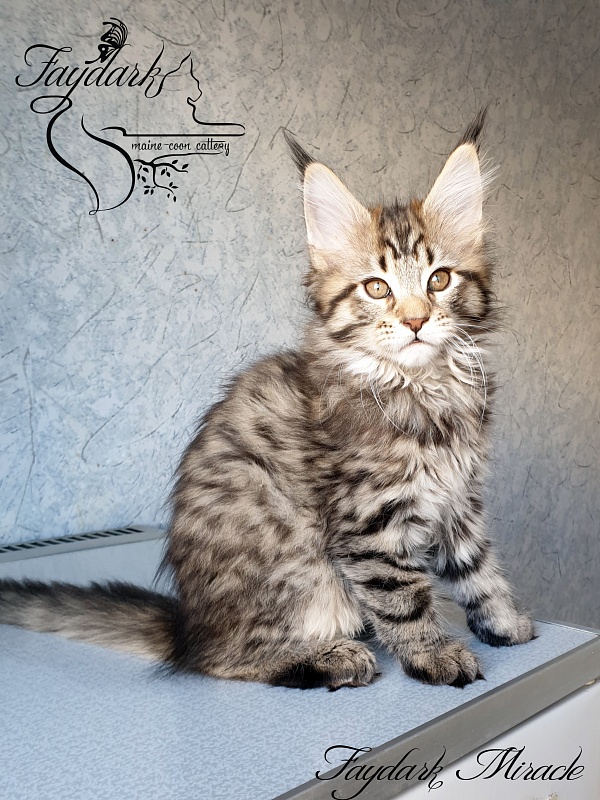 Faydark Miracle - Котенок мейн-кун 2 месяца 1,5 неделя