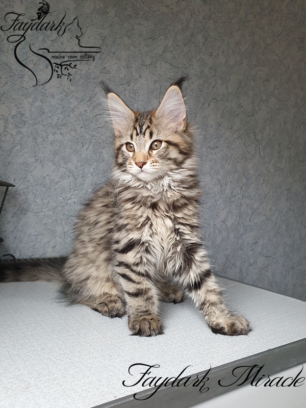 Faydark Miracle - Котенок мейн-кун 2 месяца 3 недели