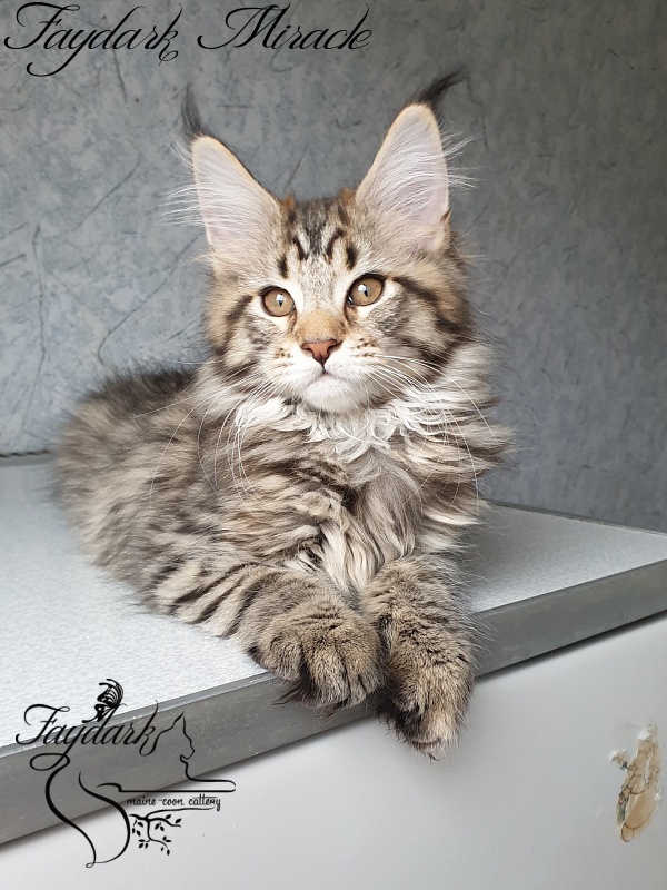 Faydark Miracle - Котенок мейн-кун 2 месяца 3 недели