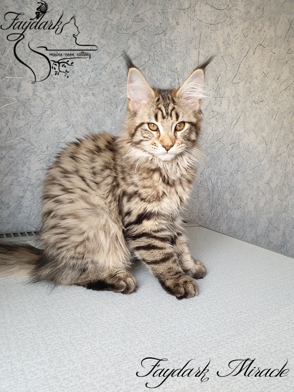 Faydark Miracle - Котенок мейн-кун 3 месяца 1,5 неделя
