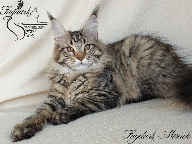Faydark Miracle - Котенок мейн-кун 4 месяца 1 неделя