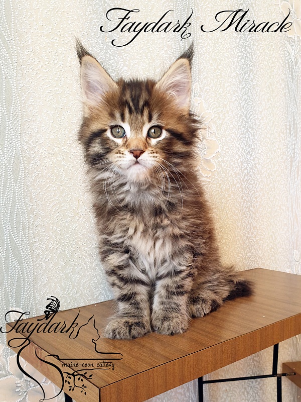 Faydark Miracle - Котенок мейн-кун 1 месяц 2,5 недели