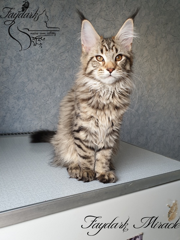 Faydark Miracle - Котенок мейн-кун 3 месяца 1,5 неделя