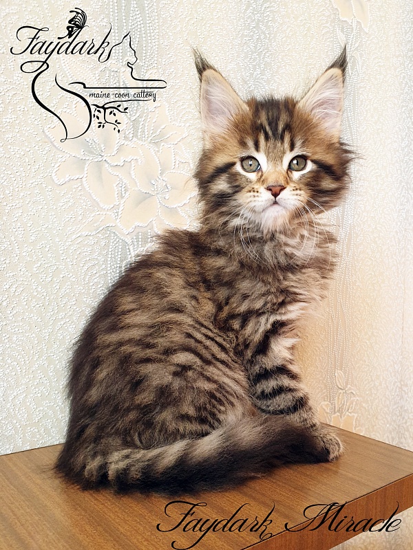 Faydark Miracle - Котенок мейн-кун 1 месяц 2,5 недели