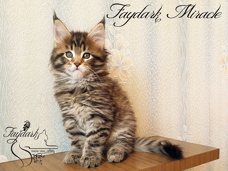 Faydark Miracle - Котенок мейн-кун 1 месяц 2,5 недели