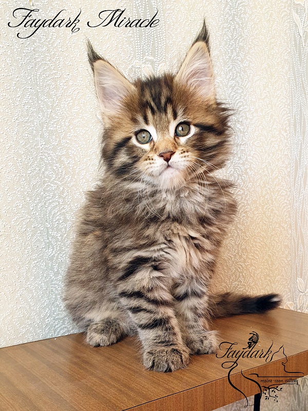 Faydark Miracle - Котенок мейн-кун 1 месяц 2,5 недели