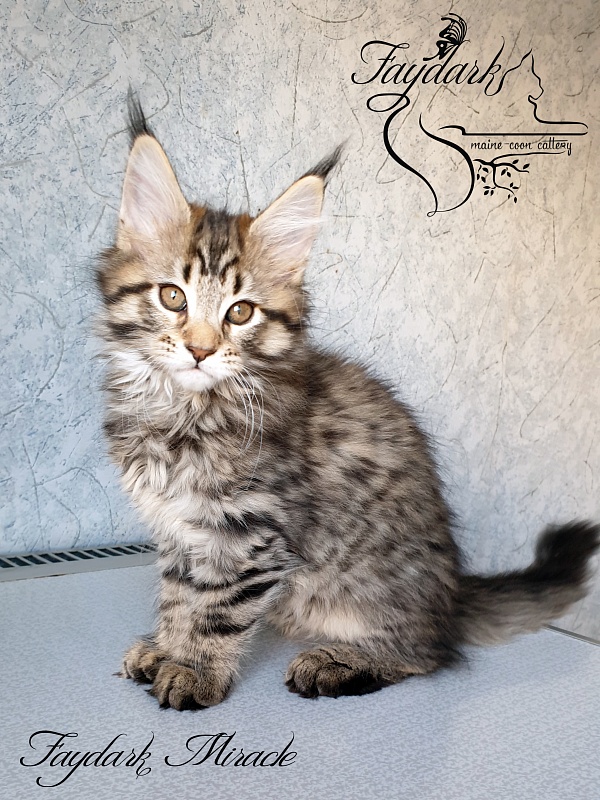 Faydark Miracle - Котенок мейн-кун 2 месяца 1,5 неделя