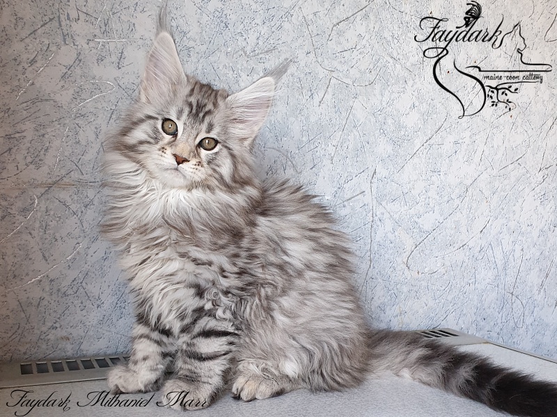 Faydark Mithaniel Marr - Котенок мейн-кун 2 месяца 1,5 неделя
