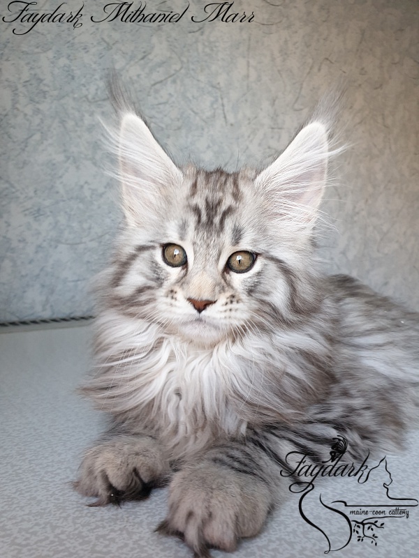 Faydark Mithaniel Marr - Котенок мейн-кун 2 месяца 1,5 неделя