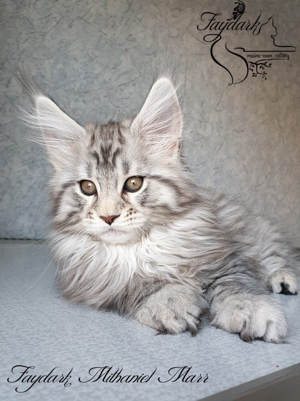 Faydark Mithaniel Marr - Котенок мейн-кун 2 месяца 1,5 неделя