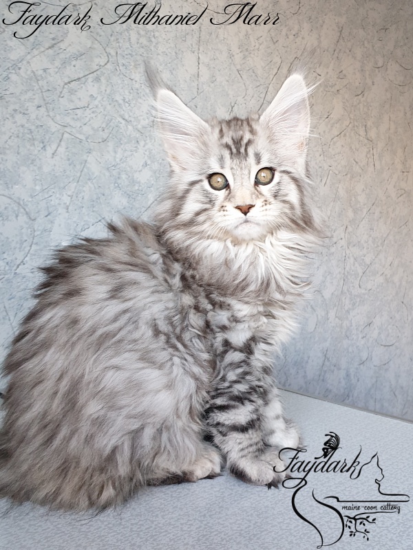 Faydark Mithaniel Marr - Котенок мейн-кун 2 месяца 1,5 неделя