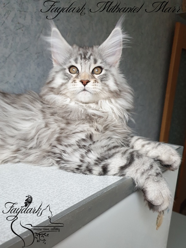 Faydark Mithaniel Marr - Котенок мейн-кун 2 месяца 3,5 недели