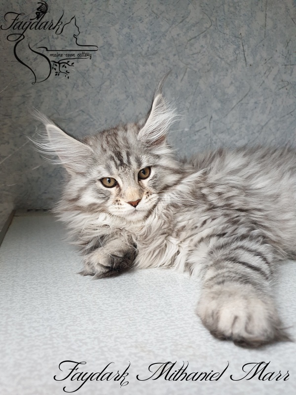 Faydark Mithaniel Marr - Котенок мейн-кун 2 месяца 3,5 недели