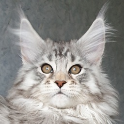 Faydark Mithaniel Marr