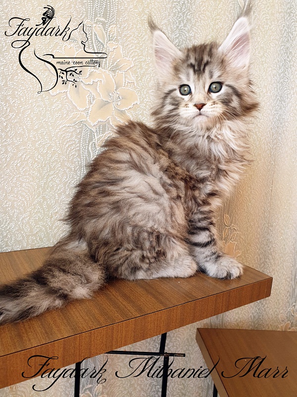 Faydark Mithaniel Marr - Котенок мейн-кун 1 месяц 2,5 недели