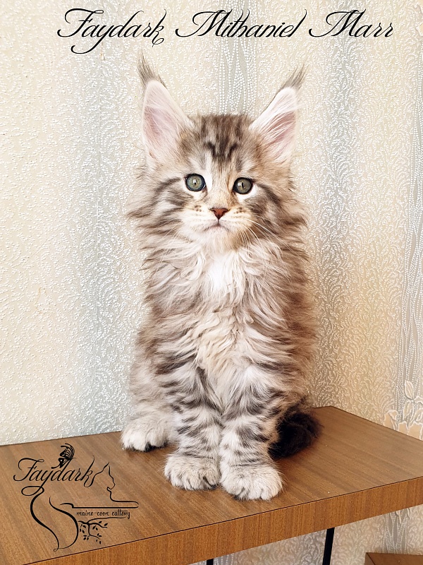 Faydark Mithaniel Marr - Котенок мейн-кун 1 месяц 2,5 недели